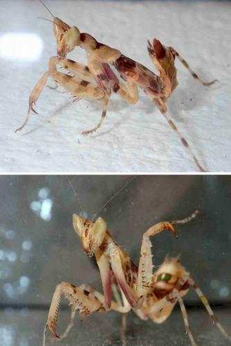 Creobroter sp.